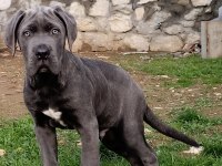 Cane corso blue yavrumuz erkek