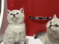 Lynx Point British Shorthair Yavrular