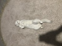 British shorthair beyaz 18 aylık