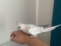 SAĞLIKLI EVCİL GENÇ ÇİFT SULTAN PAPAĞANI