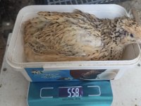 XXL Jumbo kuluçkalık bıldırcın yumurta