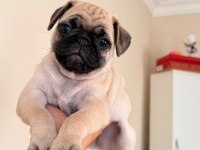 2 Aylık Yavru Pug Orijinal Erkek
