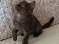 Kara kız british shorthair