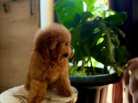 Erkek toy poodle