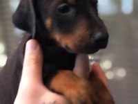 SİYAH DOBERMAN YAVRULAR