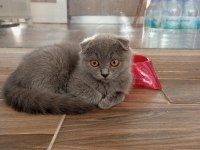 scottish fold