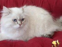 Maine coon iki yaşında