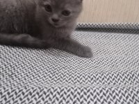 65 günlük yavru british longhair