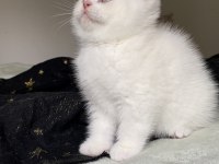 Safkan british shorthair kardeşler