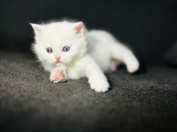 Irk garantili british shorthair yavrularımız
