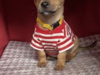 ŞİVAVA BEBEK KÖPEKLER