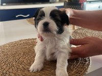 YAVRU SHİH TZU