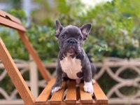 BLUE ERKEK FRENCH BULLDOG YAVRU
