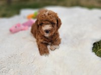 Maltipoo  Yavrularımız 