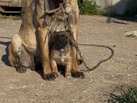 Erkek Belçika Malinois Yavrumuz