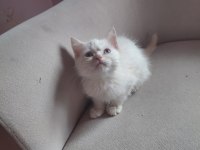 2 aylık british shorthair yavru kedilerimiz