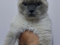 Scottish fold blue point (orijinal) 1 yaşında