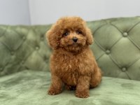 TOY GARANTİLİ DİŞİ RED BROWN TOY POODLE YAVRULARIMIZ