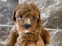 Orjinal minyatür toy poodle yavrular 