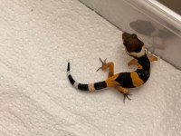 Moph garantili leopard gecko