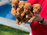 A KALİTE TOY POODLE YAVRULARI