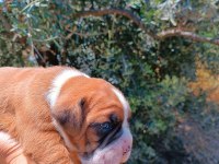 Orijinal Boxer Yavruları