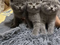 British shorthair blue bebekler