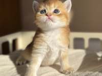 Ny11 Ny12 Mükemmel Kalite Golden British Shorthair