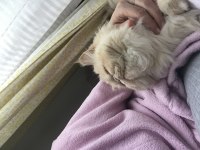 Safkan persian 2 yaşında