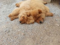 Çin Aslanlarımız Yuvasını Arıyor