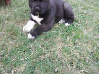 Amerikan akita özel kış yavruları
