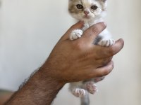 Irk ve sağlık garanti belgeli british shorthair yavruları