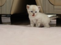 British shorthair ile longhair yavrusu