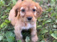 Cocker köpeğim Firuzeye yuva arıyorum