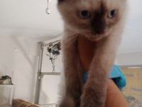 Scottish Fold Yavrularımız Yeni Sahibini Bekliyor