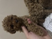 3 dişi ve 1 erkek toy poodle