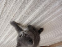 2.5 Aylık ERKEK British Shorthair