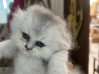 Bristh shorthair ve scotih fold yavrularimiz
