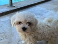 Mini boy maltese yavrularımız