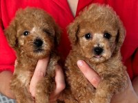 Apricot Red Renk Toy Poodle Yavrular