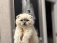 SCOTTISH FOLD BLUE POİNT YAVRULARIM 