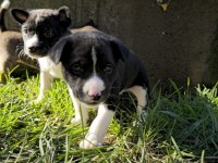 Basenji Cins Yavru Köpekler Özel Irk Türkiyede Yoktur