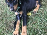 Sağlık ve ırk garanti dobermanlar