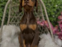 Doberman kapıda ödemeli çiftlik kredi kartı geçer