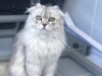 Çiftleşmek için dişi eş arıyor scottish fold