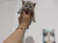 Latte bebek kediler rezerveye açıktır