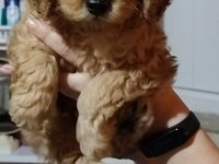Toy Poodle 2 aylık ev üretimi Yavrularımız