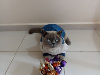British shorthair blue point kedi sahiplendirilecektir
