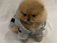 Mükemmel Ayı Surat Pomeranian Boo