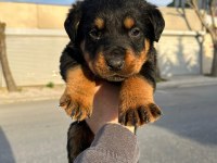 2 erkek ve 1 dişi koca kafa rottweiler yavrular